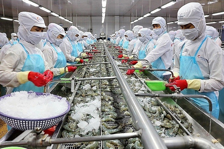 Les exportations de calmars et de poulpes vers le Japon montrent des signes positifs. Photo : nongnghiephuuco.