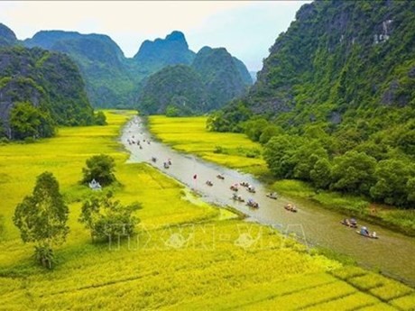 Des rizières mûres dorées à Tam Côc, dans le district de Hoa Lu (province de Ninh Binh). Photo : VNA.