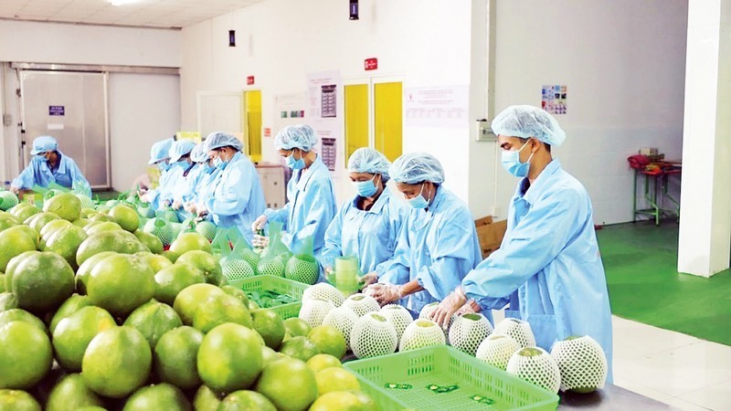 Transformation des fruits pour l'exportation. Photo : NDEL.