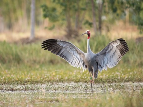 La grue à tête rouge est une espèce vivant principalement en Asie de l'Est et est l'une des grues les plus rares au monde. Photo : nongnghiep.vn