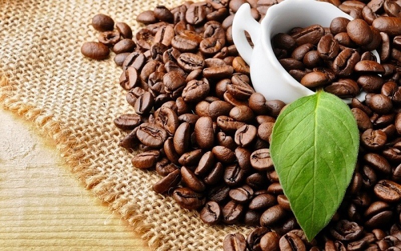 Les exportations vietnamiennes de café Robusta vers le Japon enregistrent une croissance à deux chiffres. Photo : VOV