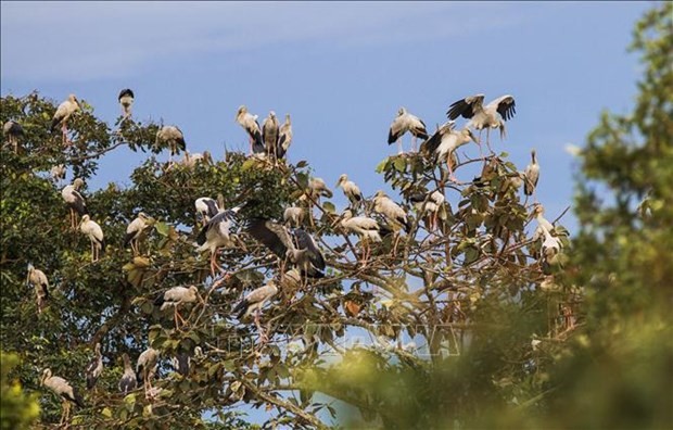 Un troupeau rare de plus de 1 000 cigognes migrer. Photo: VNA