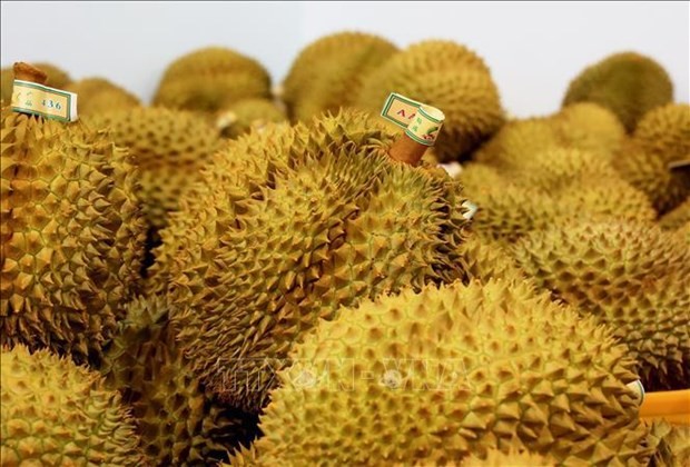 Le chiffre d'affaires des exportations de durian devrait atteindre 1,5 milliard de dollars en octobre. Photo: VNA