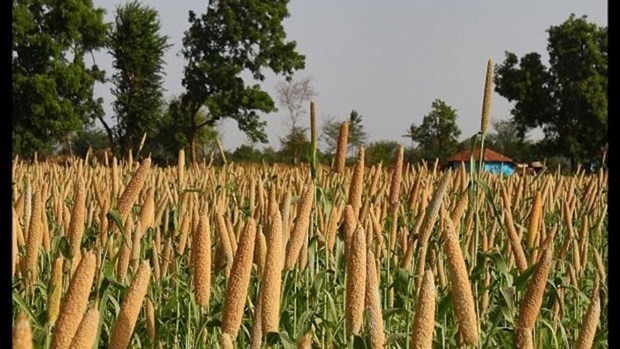 Une ferme de mils. Photo : business-standard.com