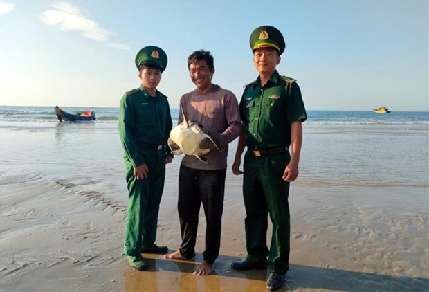 Les gardes-frontières du poste frontière de Phuoc Thuân, dans le district de Xuyên Môc, ont organisé la libération de la tortue de mer rare. Photo : VNA.