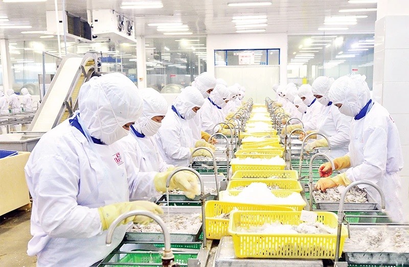 Transformation de produits aquatiques destinés à l'exportation à la Cafatex Seafood Joint Stock Company (Hâu Giang). Photo : Trân Quôc.