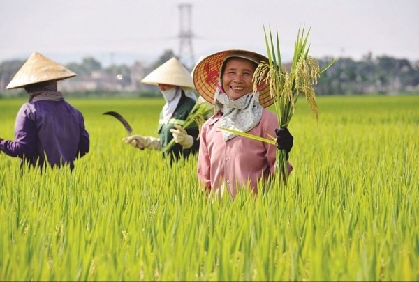 Le Vietnam est le troisième plus grand exportateur de riz au monde. Photo : congthuong.