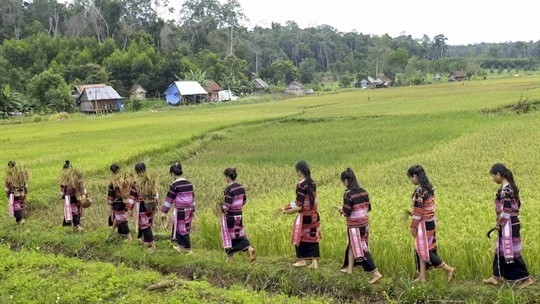 Les jeunes femmes vont aux champs pour cueillir les plus beaux épis de riz. Photo : VOV.