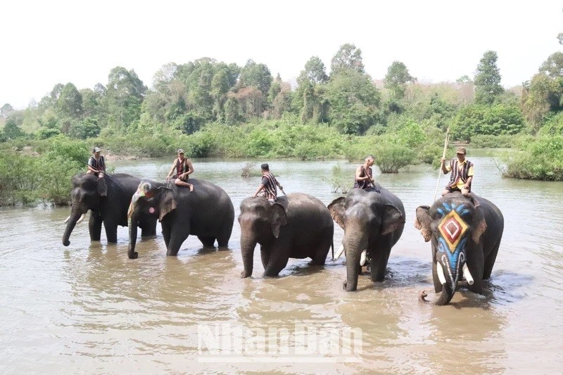Dak Lak est connue comme le principal foyer d’éléphants.