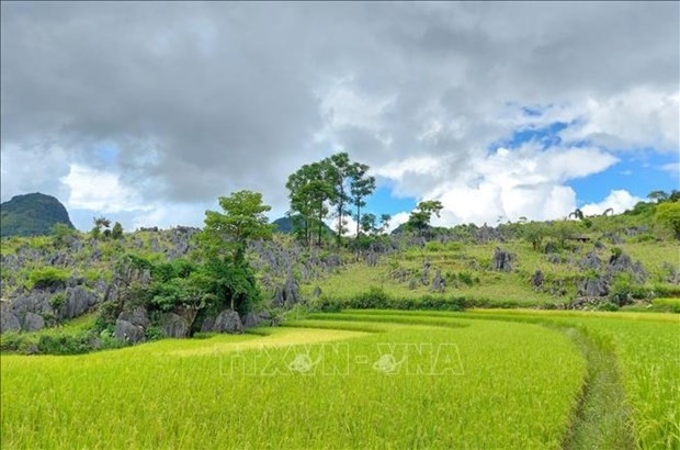 Des rizières en terrasses de l'ethnie Mong. Photo : VNA.