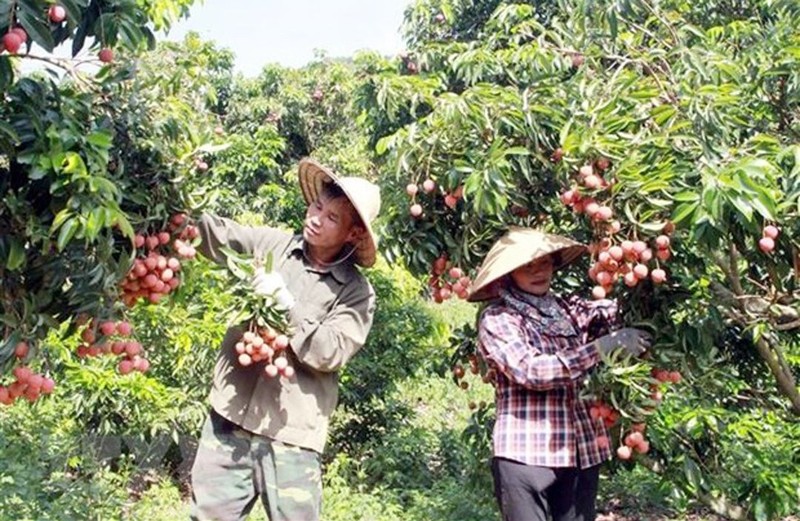 Les litchis Lục Ngạn (Bac Giang) ont obtenu le certificat de protection des indications géographiques au Japon. Photo : HNM 