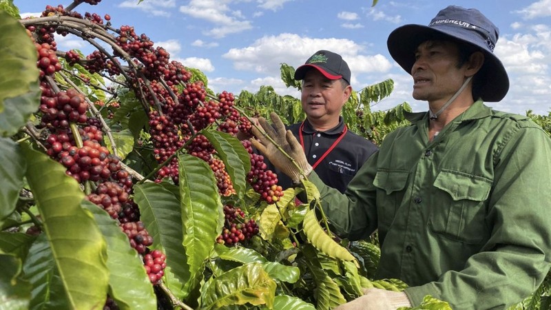 Au cours des 7 premiers mois de la campagne 2023-2024 (d’octobre 2023 à avril 2024), le Vietnam a exporté plus de 1,1 million de tonnes de café vert. Photo : congthuong.