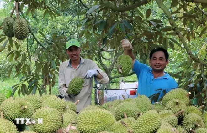 Récolte du durian à la Coopérative Lien Duc, commune de Xa Bang, district de Chau Duc, province de Ba Ria-Vung Tau. Photo : VNA.