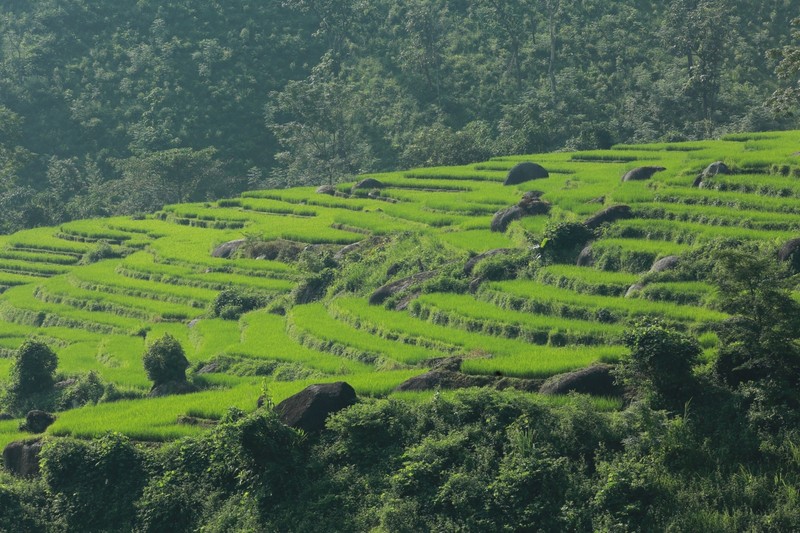 Le paysage typique des champs en terrasses permet au village de Phiêng Phàng de développer le tourisme.