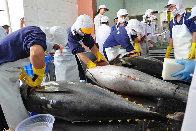 Les exportations de thon vers l’Italie triplent par rapport à la même période de l'année précédente. Photo : congthuong.