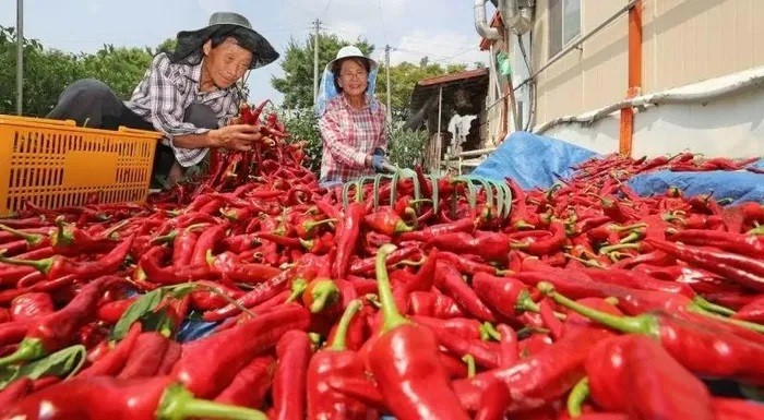 Les piments vietnamiens sont exportés vers de nombreux marchés. Photo d'illustration : congthuong.