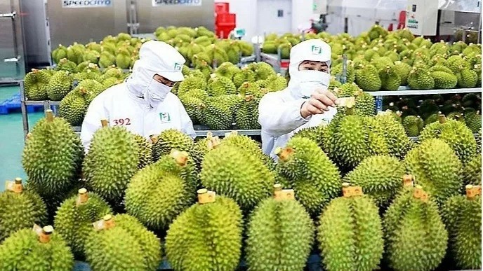 La Thaïlande a dépensé 47 millions de dollars pour importer des durians vietnamiens. Photo : congthuong.