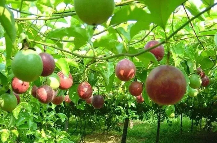 Le fruit de la passion vietnamien bientôt autorisé à être exporté vers les États-Unis. Photo : congthuong