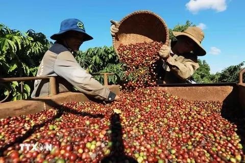 Le café est l'un des produits agricoles clés au cours des neuf premiers mois de 2024. Photo : VNA.