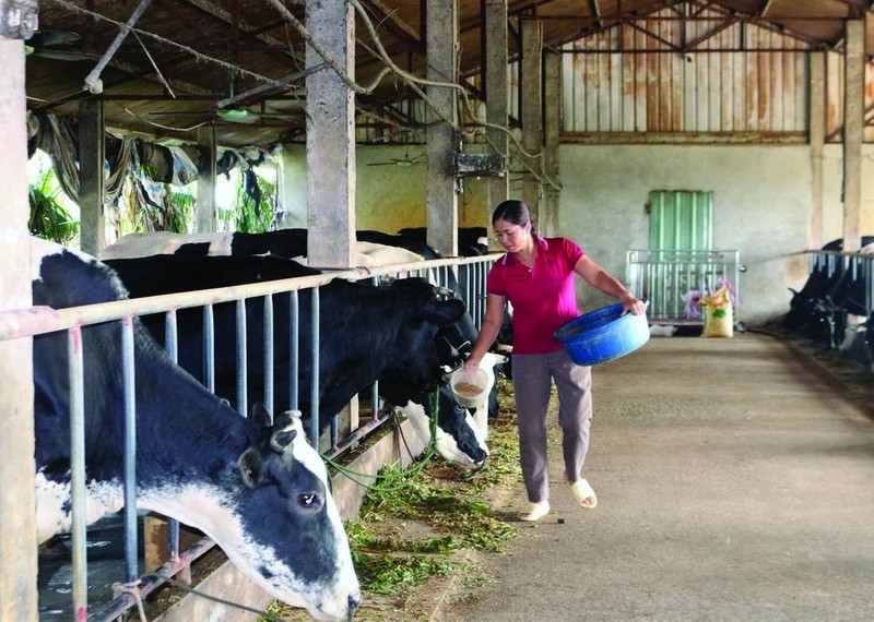 De nombreuses entreprises collaborent avec des localités pour créer des zones d’élevage et des chaînes de production associées à la transformation. Photo : VNA/CVN