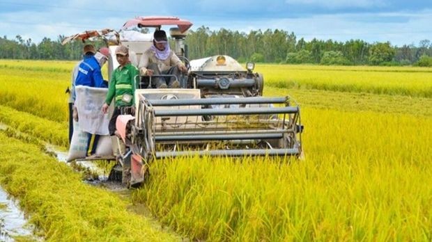 La production de riz du Vietnam s’oriente vers le développement durable associé à la croissance verte. Photo : VNA.