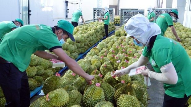Le durian figure parmi les produits préférés sur le marché chinois. Photo : thanhnien.vn