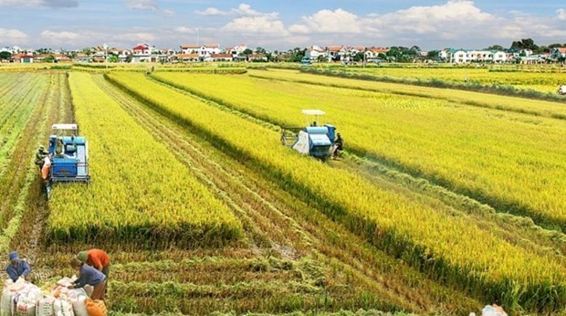 Le delta du Mékong, grenier à riz du Vietnam. Photo : VNA.