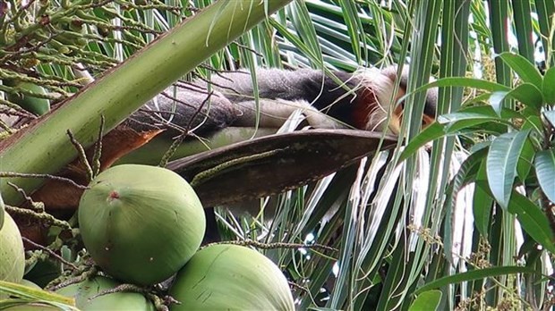 Un douc langur à pattes grises a été vu dans le village de Cam Tu, commune de Hoa Kien. Photo: VNA