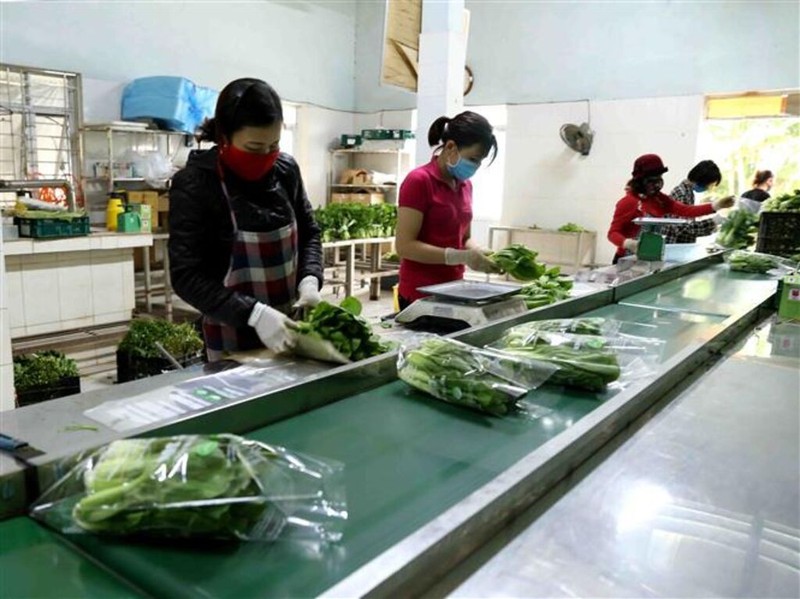 Emballage de légumes bio chez une coopération à Hanoï. Photo : VNA.