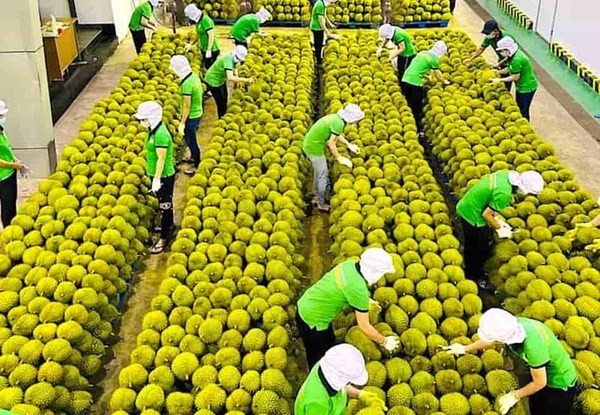 Exportation du durian vers la Chine. Photo : VNA.