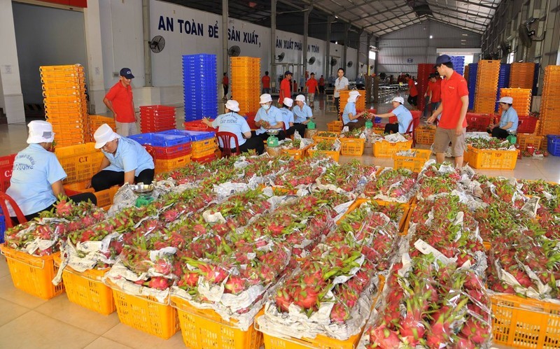 La Chine importe principalement des fruits du dragon du Vietnam. Photo: NDEL