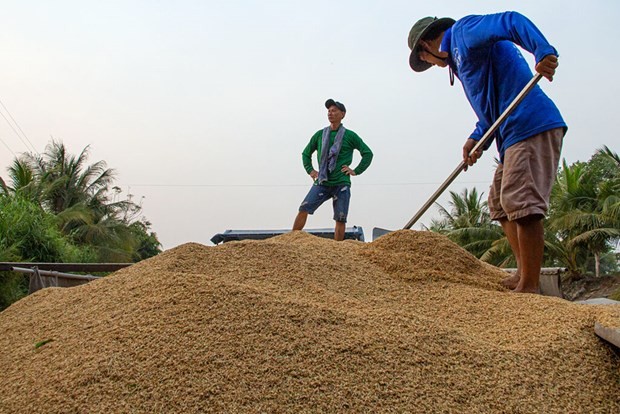 Fin octobre 2023, la valeur des exportations de riz du Vietnam était estimée à près de 4 milliards d'USD, une hausse de 35% par rapport à la même période de l’an dernier. Photo : CTV/CVN.