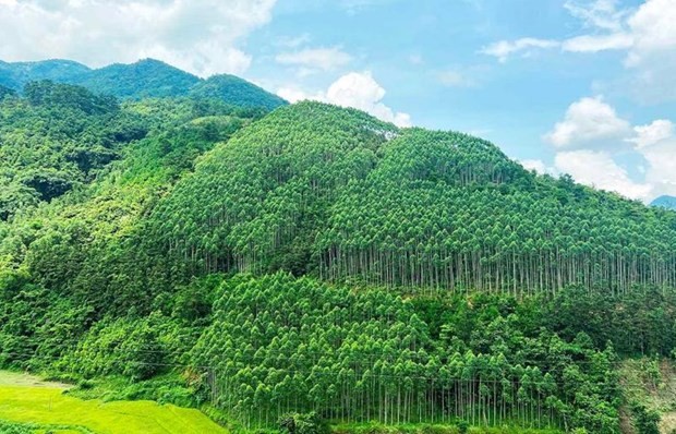 Le Vietnam réussit à vendre des crédits de carbone forestier d'une valeur de 51,5 millions de dollars. Photo: https://vneconomy.vn/