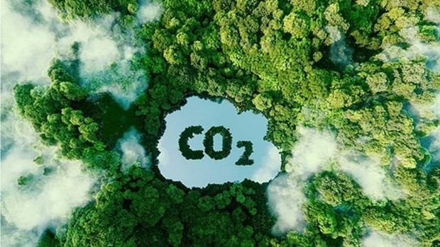 En 2023, le Vietnam a vendu avec succès 10,3 millions de crédits de carbone forestier. Photo d'illustration: VnEconomy