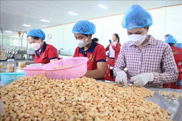 Production de noix de cajoux. Photo : VNA.
