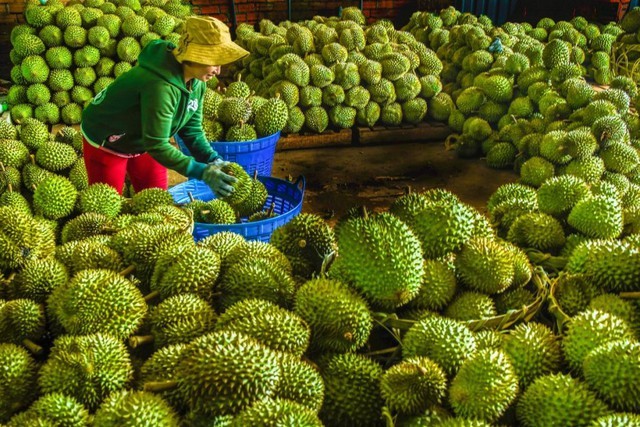 Le durian. Photo: VGP