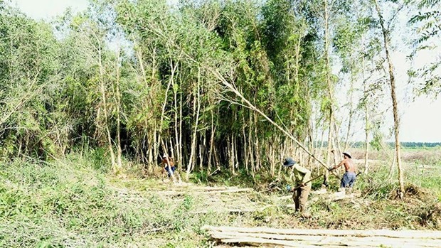 Des ouvriers de la SARL U Minh Ha à l’œuvre dans une forêt de plantation. Photo : nhandan.vn 