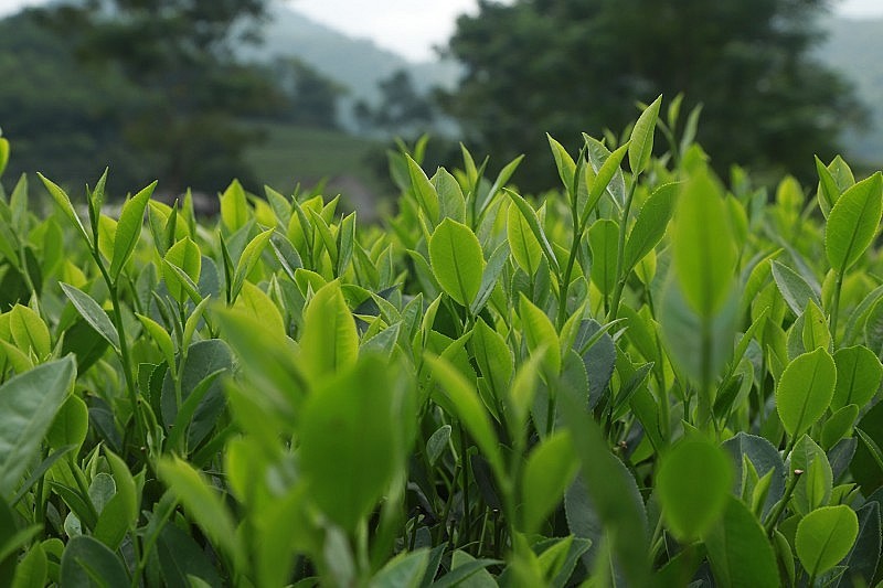 Le Vietnam est le 4e marché d’approvisionnement en thé pour les États-Unis. Photo: congthuong.vn