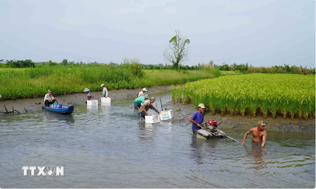 Un modèle de culture de riz d'adaptation au changement climatique de la province de Kiên Giang. Photo : VNA.