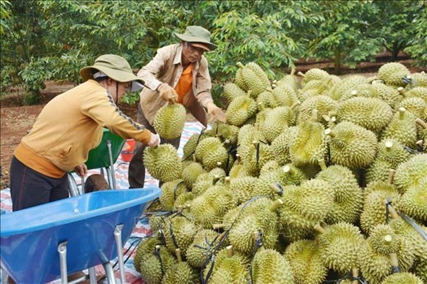 Des agriculteurs de la province de Dak Lak récoltent du durian. Photo: VNA