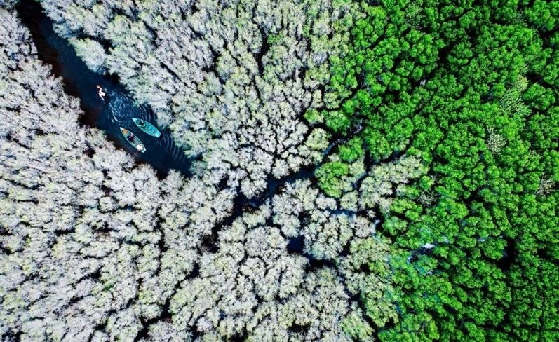 La forêt d'arbres lumnitzera racemosa Bàu Cá Cái en automne. Photo: Alex Cao