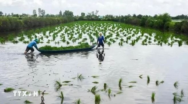 Les agriculteurs de Cà Mau cultivent des plants de riz dans une zone d’élevage de crevettes. Photo : VNA.