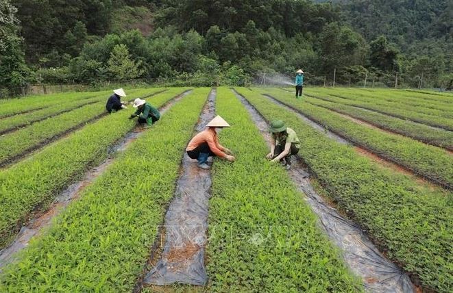 Production de plants pour le reboisement au Centre de recherche sur les arbres forestiers relevant du comité de gestion de la réserve naturelle de Xuân Liên (Département de l’agriculture et du développement rural de la province de Thanh Hoa). Photo: VNA