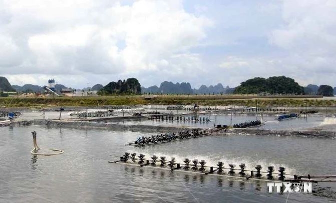 Une zone d'aquaculture de crevettes dans la province de Quang Ninh. Photo: VNA
