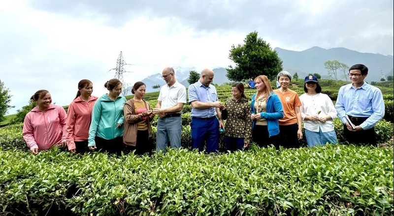 Une délégation de l'ambassade du Canada au Vietnam visite le modèle de production de thé Dông Phuong My Nhân sur la colline de thé dans la commune de Ban Bo, district de Tam Duong, province de Lai Châu. Photo : VNA.