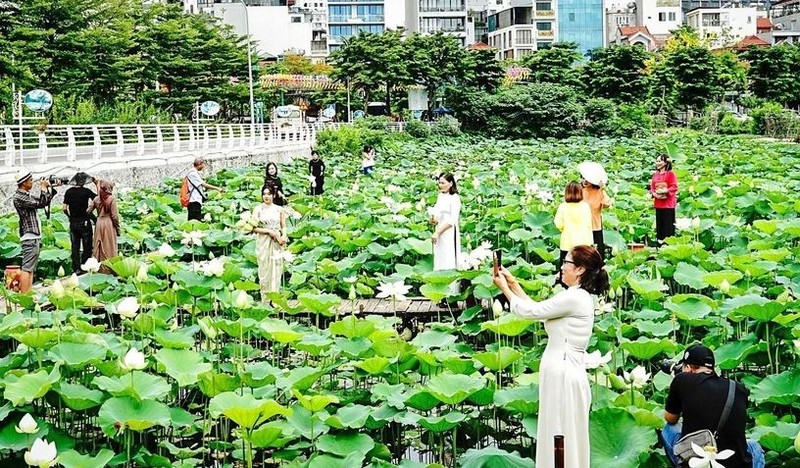 Hanoï, l'une des zones de culture du lotus les plus célèbres du Vietnam. Photo : VNA.