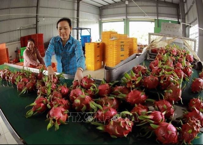 Les fruits du dragon vietnamiens ont été exportés vers la Chine via les canaux officiels. (Photo : VNA)