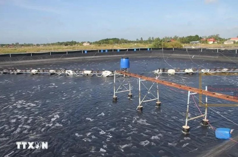 L’astaciculture de haute technologie dans la commune de Long Diên Dông (Dông Hai, Bac Liêu). Photo : VNA.