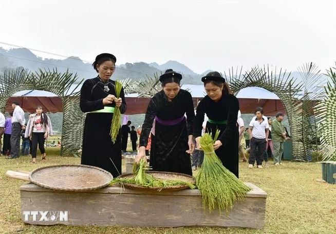 Les femmes Tày choisissent le jeune riz gluant pour fabriquer le côm. Photo: VNA