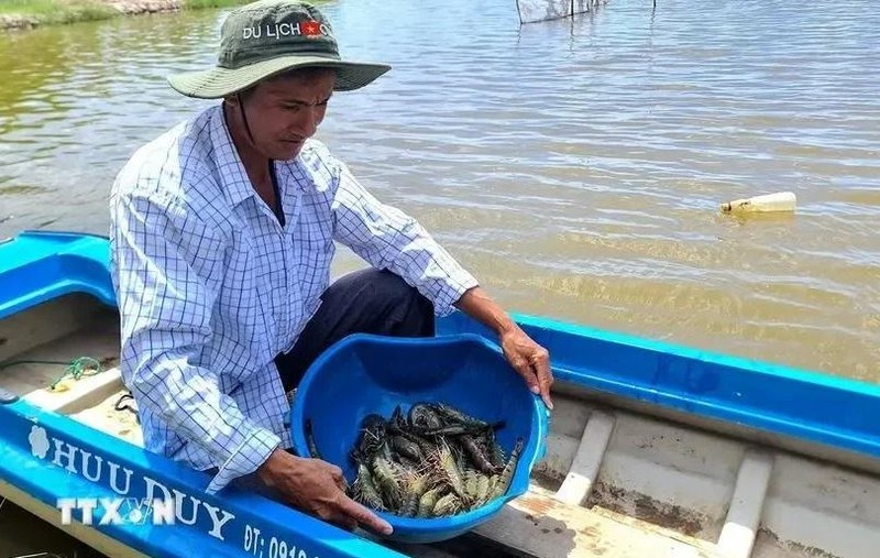 La zone de de culture riz-crevettes du district de Thoi Binh, province de Ca Mau, reçoit la certification de Bonnes pratiques agricoles (BAP) de la Global Aquaculture Alliance. Photo : VNA.